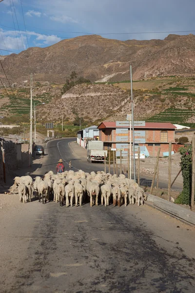 Shepherd at Work — Stock Photo, Image