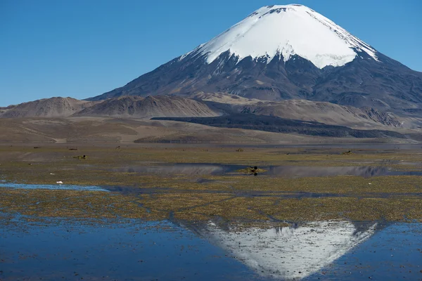 Parinacota Volcano — Stock Photo, Image