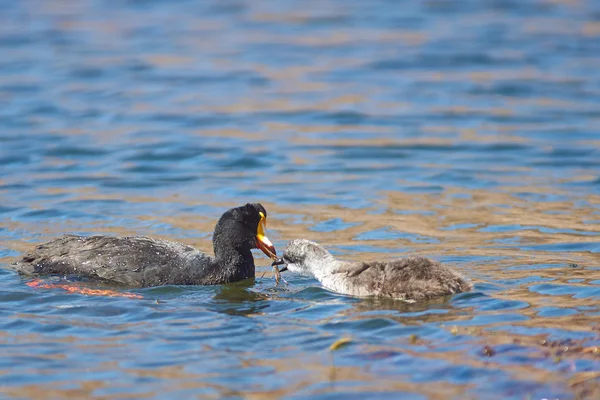 Gigante Coot alimentazione pulcino — Foto Stock