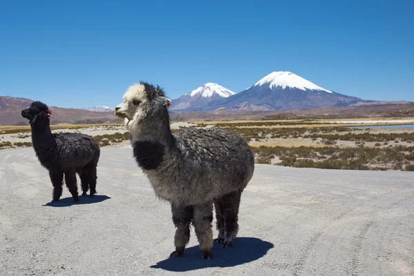 Alpaca — Stock Photo, Image