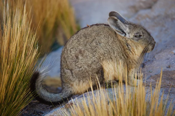 Mountain Viscacha — Stock Photo, Image