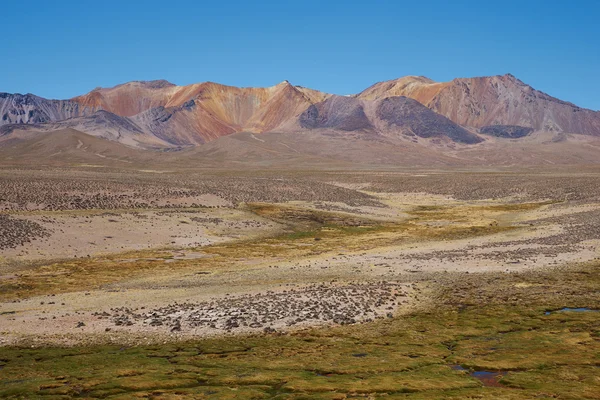 Altiplano — Stock Photo, Image