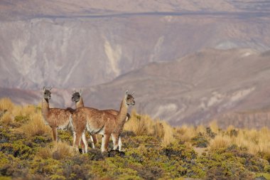 Guanaco on the Altiplano