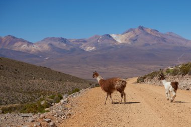 Lama Altiplano üzerinde