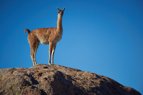 Guanaco on the Altiplano