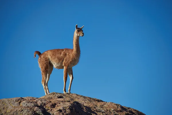 Guanaco Altiplanolla — kuvapankkivalokuva