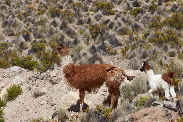 Lama auf dem Altiplano — Stockfoto