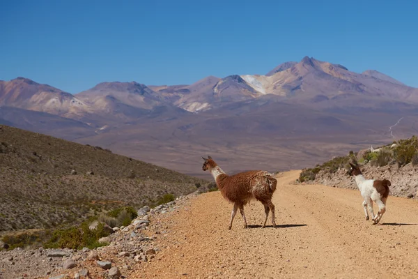 Llama on the Altiplano — Stock Photo, Image