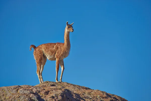 Guanaco on the Altiplano — Φωτογραφία Αρχείου