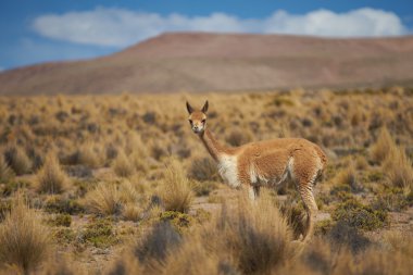 Altiplano vicuna