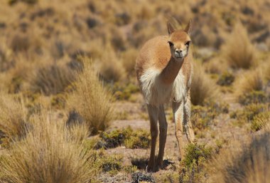Altiplano vicuna