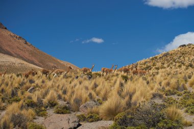 Altiplano vicuna