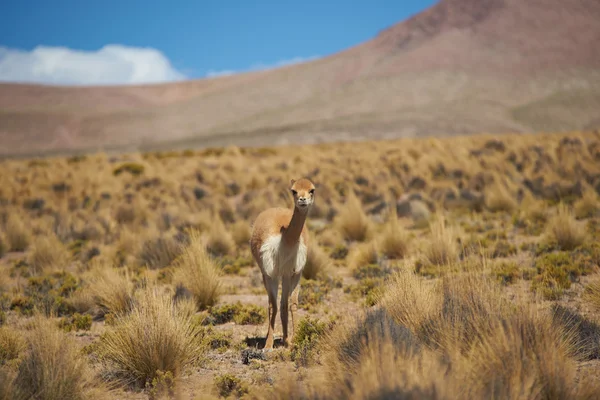 Vicuna im altiplano — Stockfoto