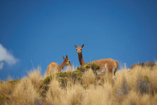 Vicuna im altiplano — Stockfoto