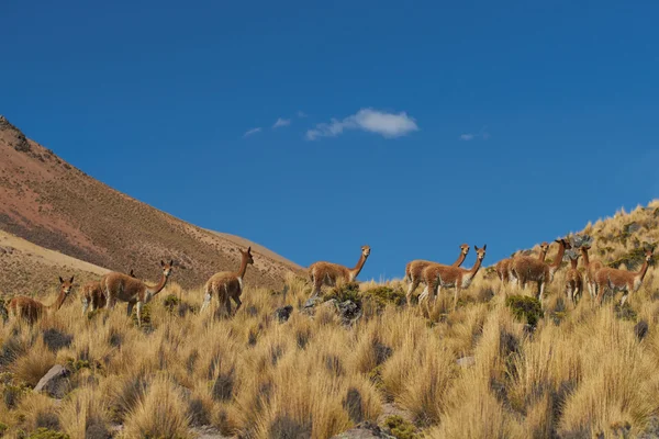 Vicuna nell'Altipiano — Foto Stock