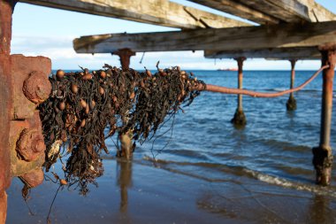 Punta Arenas, Patagonia, C