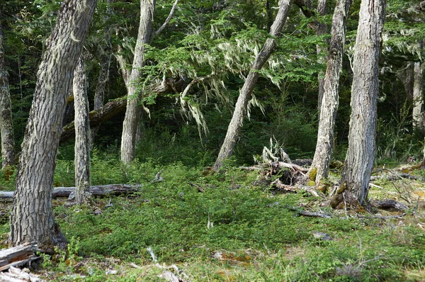 Cape Horn Biosphere — Stock Photo, Image