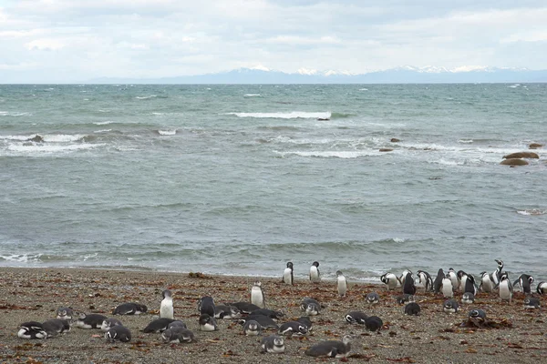 Penguin Colony at Punta Arenas — Stock Photo, Image