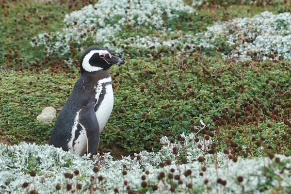 企鹅在蓬塔阿雷纳斯 — 图库照片