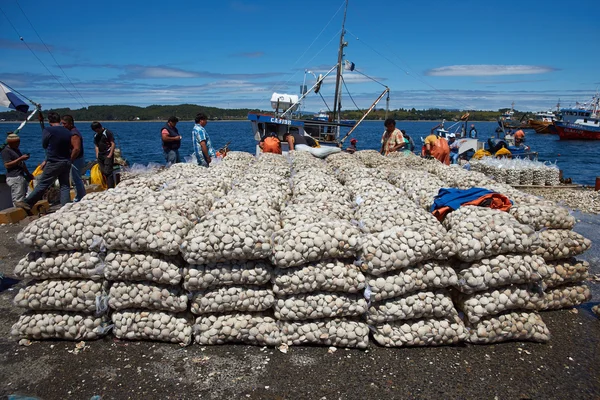 Landing Clams — Stock Photo, Image