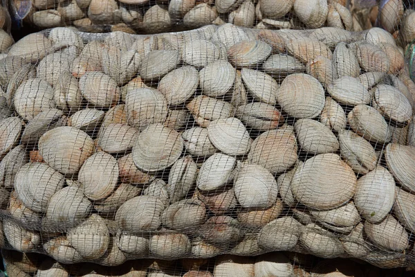 Littleneck Clams (Ameghinomya antiqua) — Stock Photo, Image