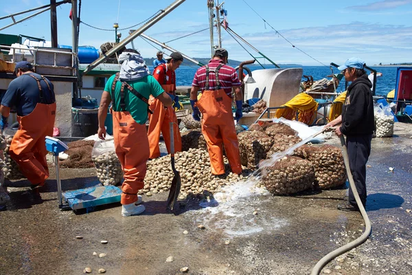 Vongole di sbarco — Foto Stock