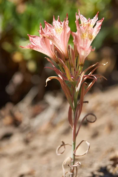 Macaya (Placea ornata) — Foto de Stock