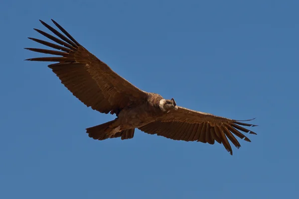 Andes condor — Stockfoto