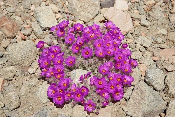 Flores silvestres — Foto de Stock