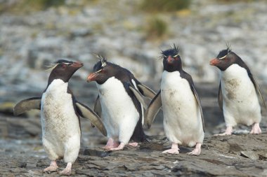Rockhopper penguenler