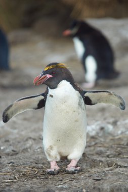 Macaroni Penguin clipart