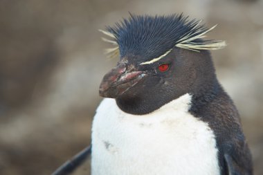 rockhopper pengueni