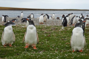 Gentoo penguenleri
