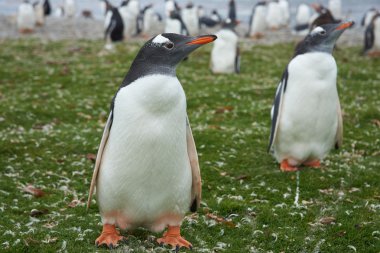 Gentoo penguenleri