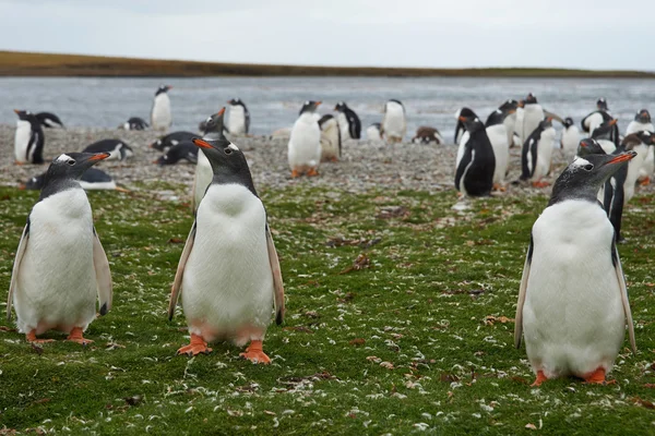 Pingüinos gentoo — Foto de Stock