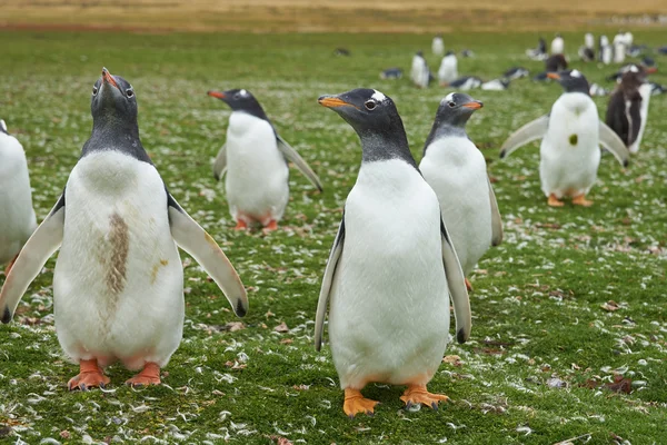 Pinguini gentoo — Foto Stock