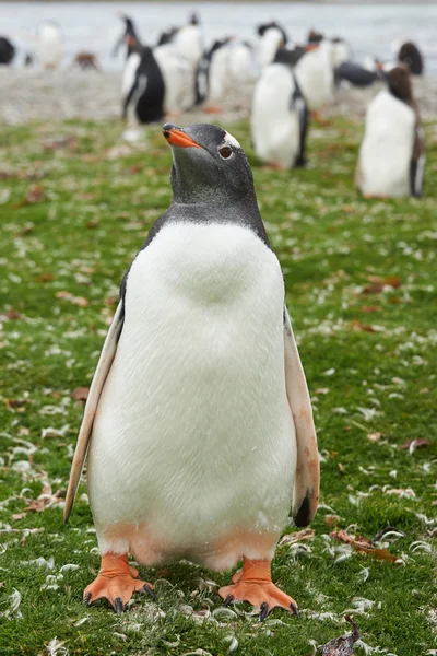 Gentoo penguin — стоковое фото