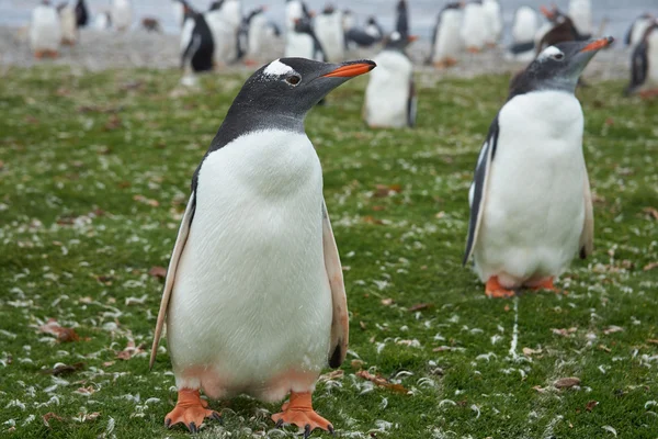 Pingüinos gentoo — Foto de Stock