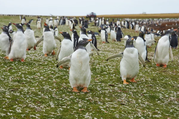 Pingouins doux — Photo