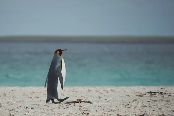 Roi pingouin sur une plage de sable — Photo