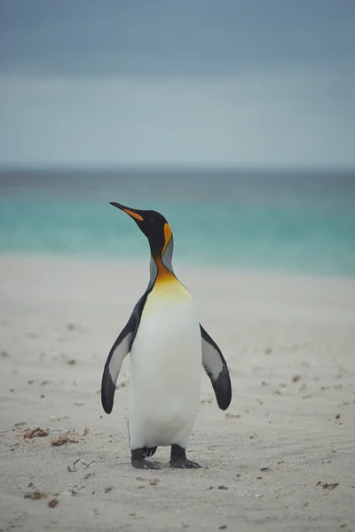 砂浜のキング ペンギン — ストック写真