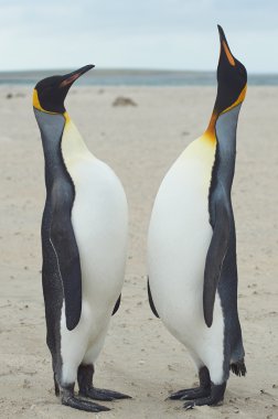 Kral penguenler bir Sandy Beach karşılamak