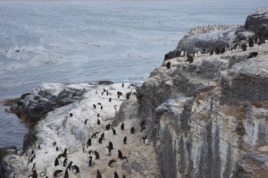 Rockhopper penguenler