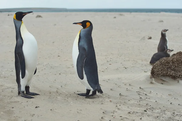 Konungen pingviner möts på en sandstrand — Stockfoto