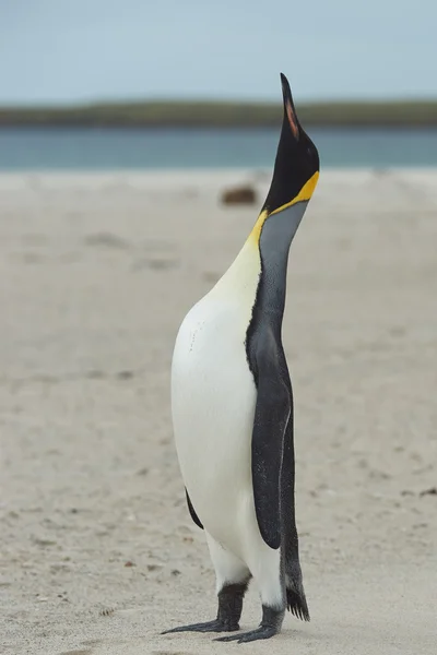 キング ペンギンを呼び出す — ストック写真