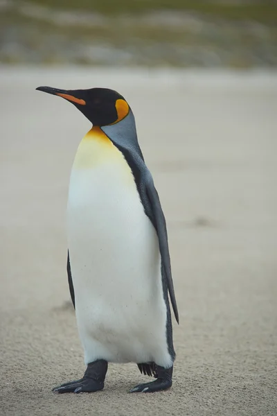 Король пінгвін — стокове фото