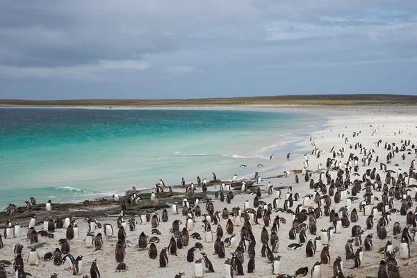 Penguin Beach — Stock Photo, Image