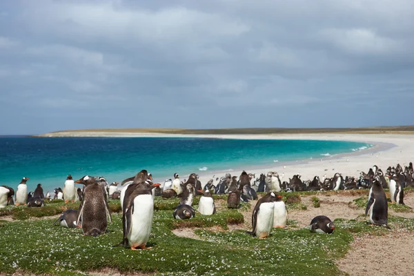 Penguin Beach — Stockfoto