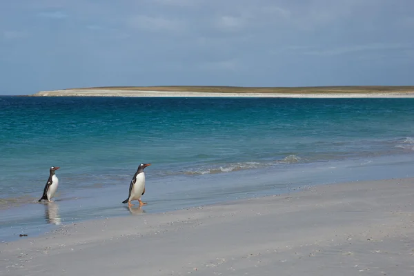 Pingouins émergeant de la mer — Photo