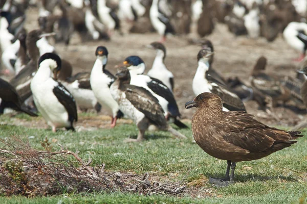 Skua Φώκλαντ — Φωτογραφία Αρχείου